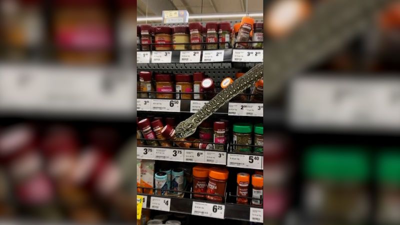 Z regálu v australském supermarketu vykukovala třímetrová krajta